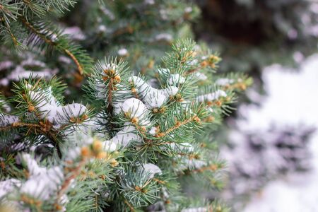 Spruce branches under the snow. Christmas tree under snow, natural winter backgroundの写真素材