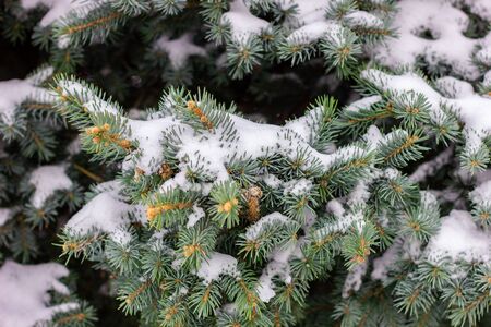 Spruce branches under the snow. Christmas tree under snow, natural winter backgroundの写真素材