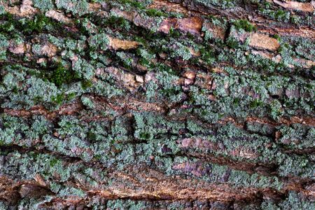 Texture of tree bark close-up. Natural wood texture. Old tree bark closeupの写真素材