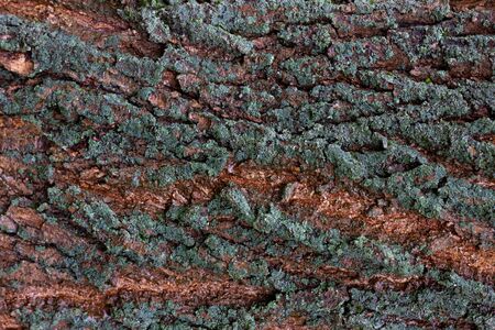 Texture of tree bark close-up. Natural wood texture. Old tree bark closeupの写真素材