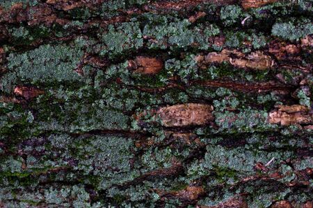 Texture of tree bark close-up. Natural wood texture. Old tree bark closeupの写真素材