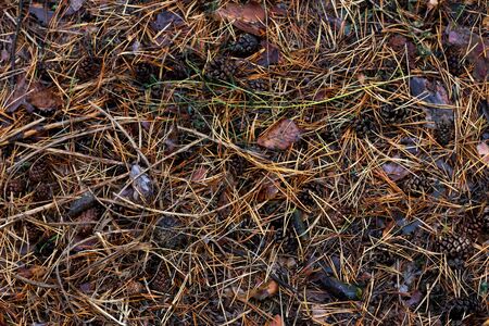 the texture of pine needles on the ground. Showered spruce needles on the ground, natural backgroundの写真素材