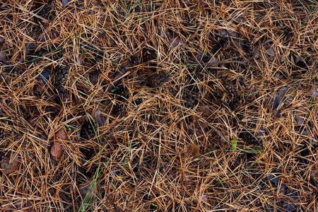 the texture of pine needles on the ground. Showered spruce needles on the ground, natural backgroundの写真素材