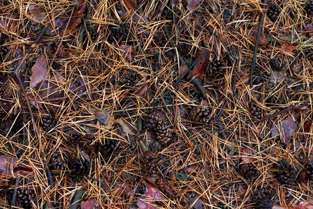 the texture of pine needles on the ground. Showered spruce needles on the ground, natural backgroundの写真素材
