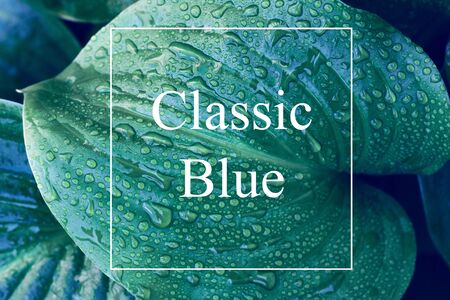 Tinted tropical leaves in classic blue. Natural background of tropical leaves with a white frame and the inscription "Classic blue", Trend backgroundの写真素材