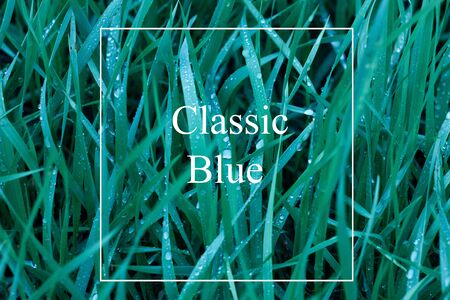 the texture of the grass with drops classic blue. Trendy natural background with white frame and "Classic blue" lettering . Panton 2020 . Classic blue color. Trending natural texture by 2020の写真素材
