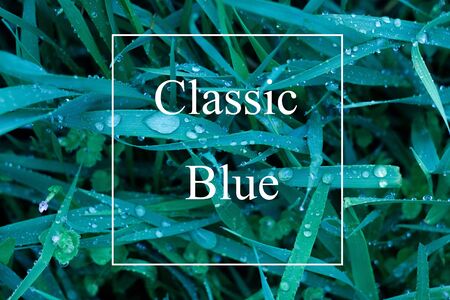 the texture of the grass with drops classic blue. Trendy natural background with white frame and "Classic blue" lettering . Panton 2020 . Classic blue color. Trending natural texture by 2020の写真素材
