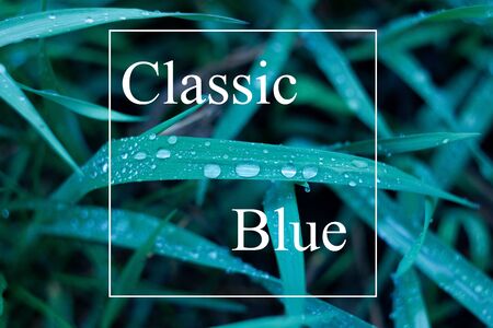 the texture of the grass with drops classic blue. Trendy natural background with white frame and "Classic blue" lettering . Panton 2020 . Classic blue color. Trending natural texture by 2020の写真素材