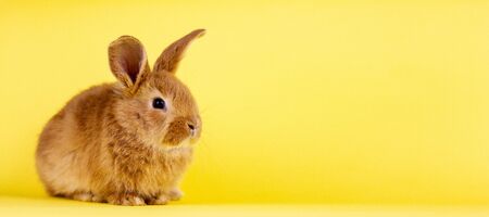little easter lively rabbit on a yellow background. Red fluffy rabbit on a yellow background, banner...