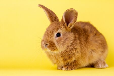 little fluffy red easter bunny on a yellow background, Easter bunny with place for write. Fluffy rabbit close-up on a yellow backgroundの写真素材