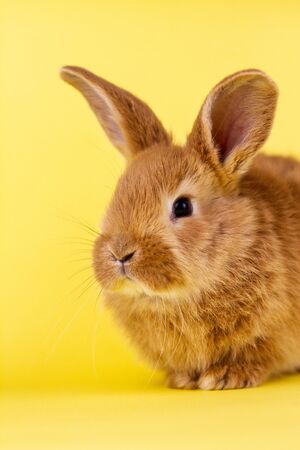 little fluffy red easter bunny on a yellow background, Easter bunny with place for write.の写真素材