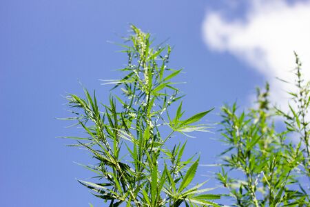 cannabis bushes against a blue sky with a place for the inscription, an alternative to modern medicine. Illegal cultivation of marijuana. marijuana against a beautiful sky.の写真素材