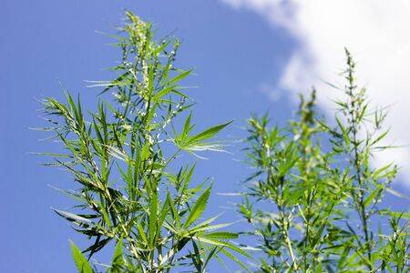 cannabis bushes against a blue sky with a place for the inscription, an alternative to modern medicine. Illegal cultivation of marijuana. marijuana against a beautiful sky.の写真素材