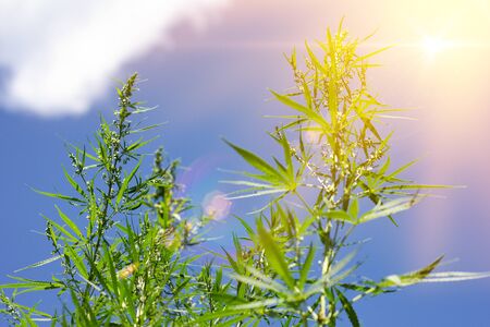 cannabis bushes against a blue sky with a place for the inscription, an alternative to modern medicine. Illegal cultivation of marijuana. marijuana with a solar flare.の写真素材