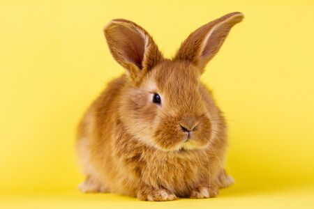 little fluffy red easter bunny on a yellow background, Easter bunny with place for write.の写真素材