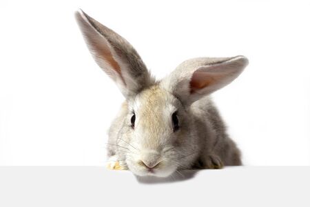 a grey furry rabbit looks at the sign. Isolated on a white background. Easter bunny . The hare looks at the sign.の写真素材