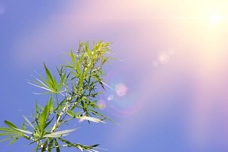 cannabis bushes against a blue sky with a place for the inscription, an alternative to modern medicine. Illegal cultivation of marijuana. marijuana with a solar flare.の写真素材