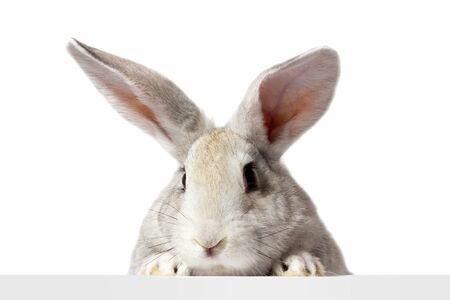 a grey furry rabbit looks at the sign. Isolated on a white background. Easter bunny . The hare looks at the sign.の写真素材