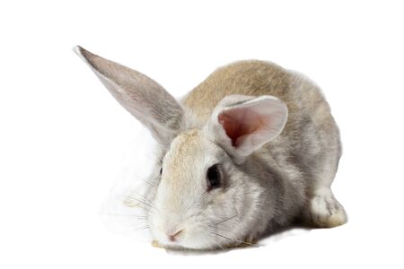 a small fluffy grey rabbit isolated on a white background. Easter Bunny for the spring holidays.の写真素材