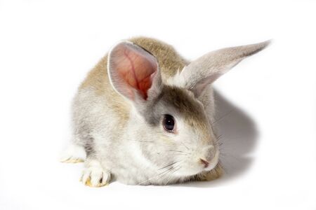 a small fluffy grey rabbit isolated on a white background. Easter Bunny for the spring holidays. Live beautiful hare for Easterの写真素材