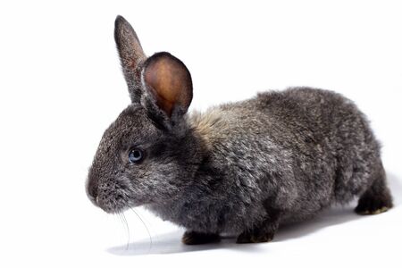 small fluffy grey rabbit isolated on white background, Easter Bunny. Hare for Easter close-up on a white background. an eared hare.の写真素材