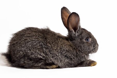 small fluffy grey rabbit isolated on white background, Easter Bunny. Hare for Easter close-up on a white background.の写真素材