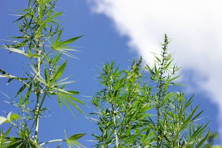 cannabis bushes against a blue sky with a place for the inscription, an alternative to modern medicine. Illegal cultivation of marijuana. marijuana against a beautiful sky.の写真素材