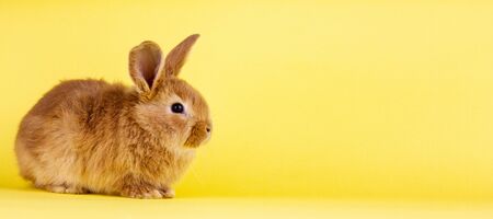 little easter lively rabbit on a yellow background. Red fluffy rabbit on a yellow background, banner picture.の写真素材