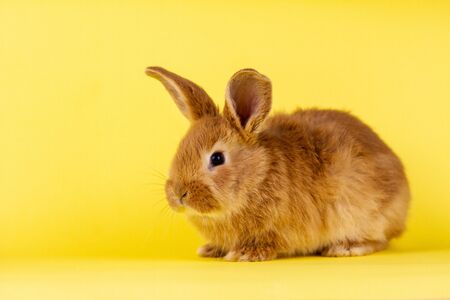 little fluffy red easter bunny on a yellow background, Easter bunny with place for write. Fluffy rabbit close-up on a yellow backgroundの写真素材