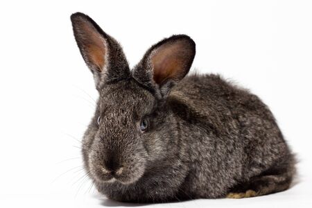 small fluffy grey rabbit isolated on white background, Easter Bunny. Hare for Easter close-up on a white background.の写真素材