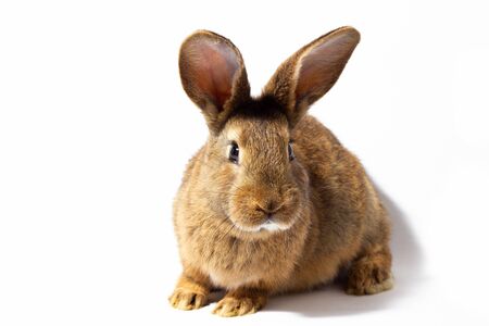 small fluffy red rabbit isolated on white background. Hare for Easter close-up.の写真素材