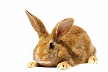 a small fluffy red rabbit on a white background, an Easter Bunny for Easter. Rabbit for spring holidays.の写真素材