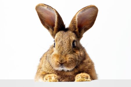 Red fluffy rabbit looks at the sign. Isolated on white background Easter bunny. Red hare for advertising. Advertising rabbitの写真素材