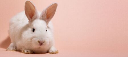 White fluffy rabbit on a pink pastel background with a place under the inscription for your text. Easter Bunny for Easter.の写真素材