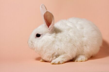 white fluffy rabbit on a pink pastel background. Easter Bunny for Easter.の写真素材