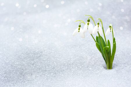snowdrops in early spring from under the snow with a place for the inscription . Fragile snowdrops in early spring in the forestの写真素材