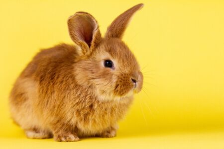 little fluffy red easter bunny on a yellow background, Easter bunny with place for write. Fluffy rabbit close-up on a yellow backgroundの写真素材