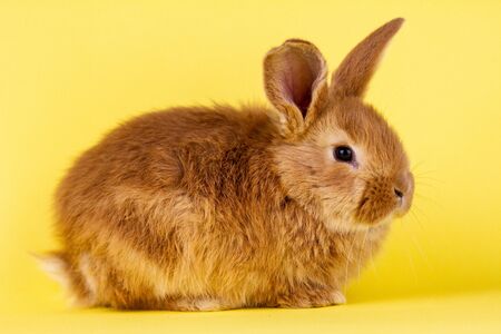 little fluffy red easter bunny on a yellow background, Easter bunny with place for write. Fluffy rabbit close-up on a yellow backgroundの写真素材