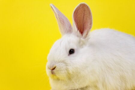 a small white rabbit on a pastel yellow background, an Easter Bunny for Easter. close-up of a small rabbitの写真素材