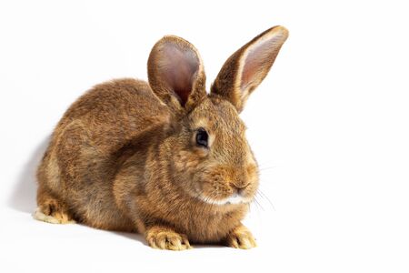 small fluffy red rabbit isolated on white background. Hare for Easter close-up. Red live rabbit on a white background, to the hare for spring holidaysの写真素材