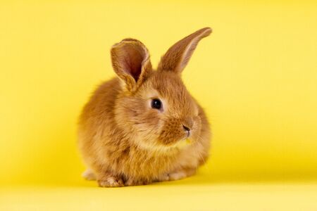 little fluffy red easter bunny on a yellow background, Easter bunny with place for write. Fluffy rabbit close-up on a yellow backgroundの写真素材