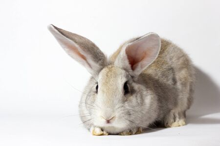 a small fluffy grey rabbit isolated on a white background. Easter Bunny for the spring holidays. Live beautiful hare for Easterの写真素材