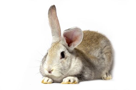 a small fluffy grey rabbit isolated on a white background. Easter Bunny for the spring holidays. Live beautiful hare for Easterの写真素材