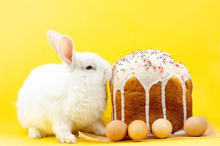 Easter white fluffy live rabbit with an Easter cupcake on a pastel yellow background. Concept for the Easter holidayの写真素材