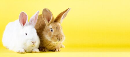 two small fluffy rabbits on a pastel yellow background. Concept for the Easter holiday. Easter bunny. Photo banner with a place for your unique textの写真素材