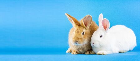two small fluffy rabbits on a pastel blue background. Concept for Easter. Easter bunnies, photo banner with a place for your unique textの写真素材