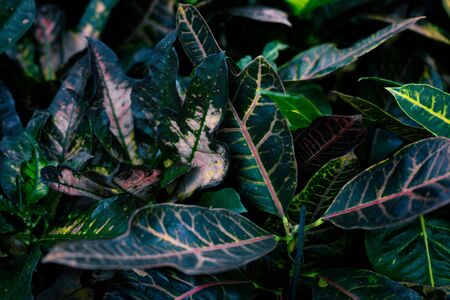 fashionable exotic plants, top view. Indoor plants, green area . Tropical backgroundの写真素材