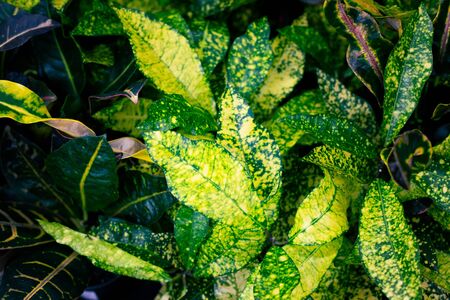 fashionable exotic plants, top view. Indoor plants, green area . Tropical backgroundの写真素材
