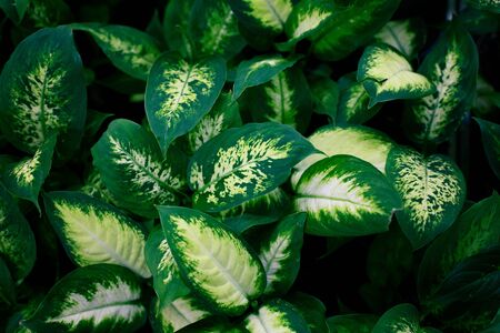 fashionable exotic plants, top view. Indoor plants, green area . Tropical backgroundの写真素材