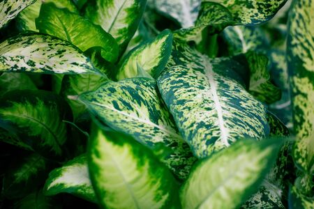 fashionable exotic plants, top view. Indoor plants, green area . Tropical backgroundの写真素材